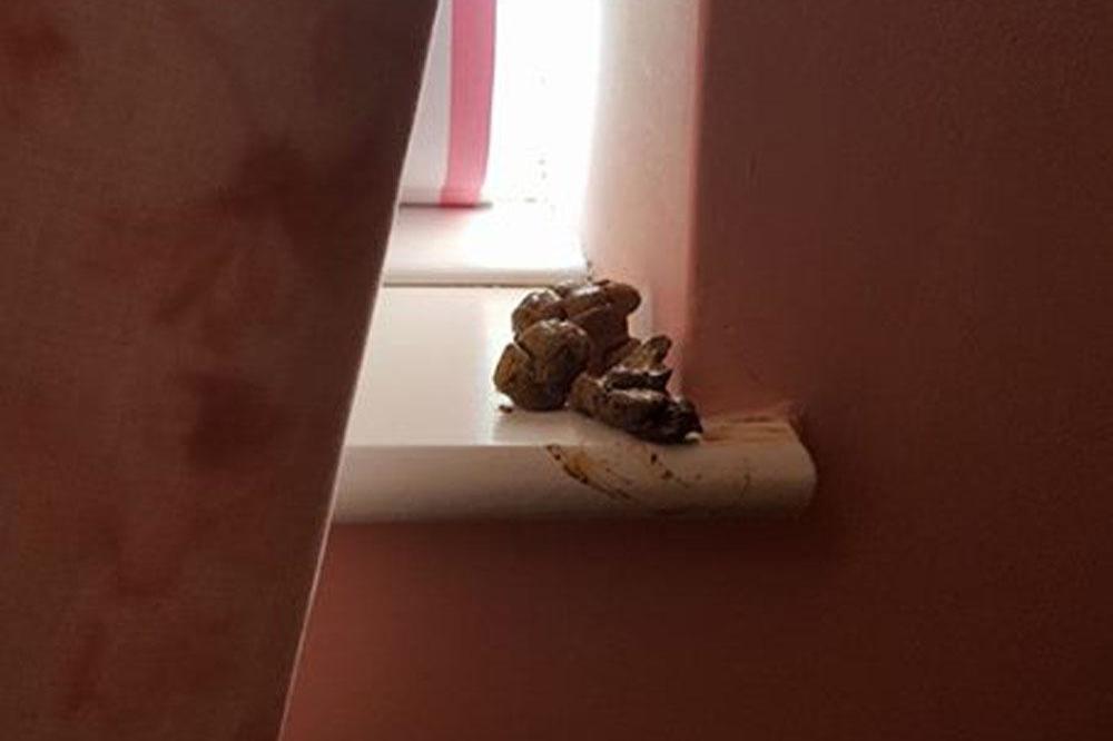 A mother returned from shower to find kids playing in poop