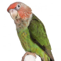 Parrots squawk with varied accents