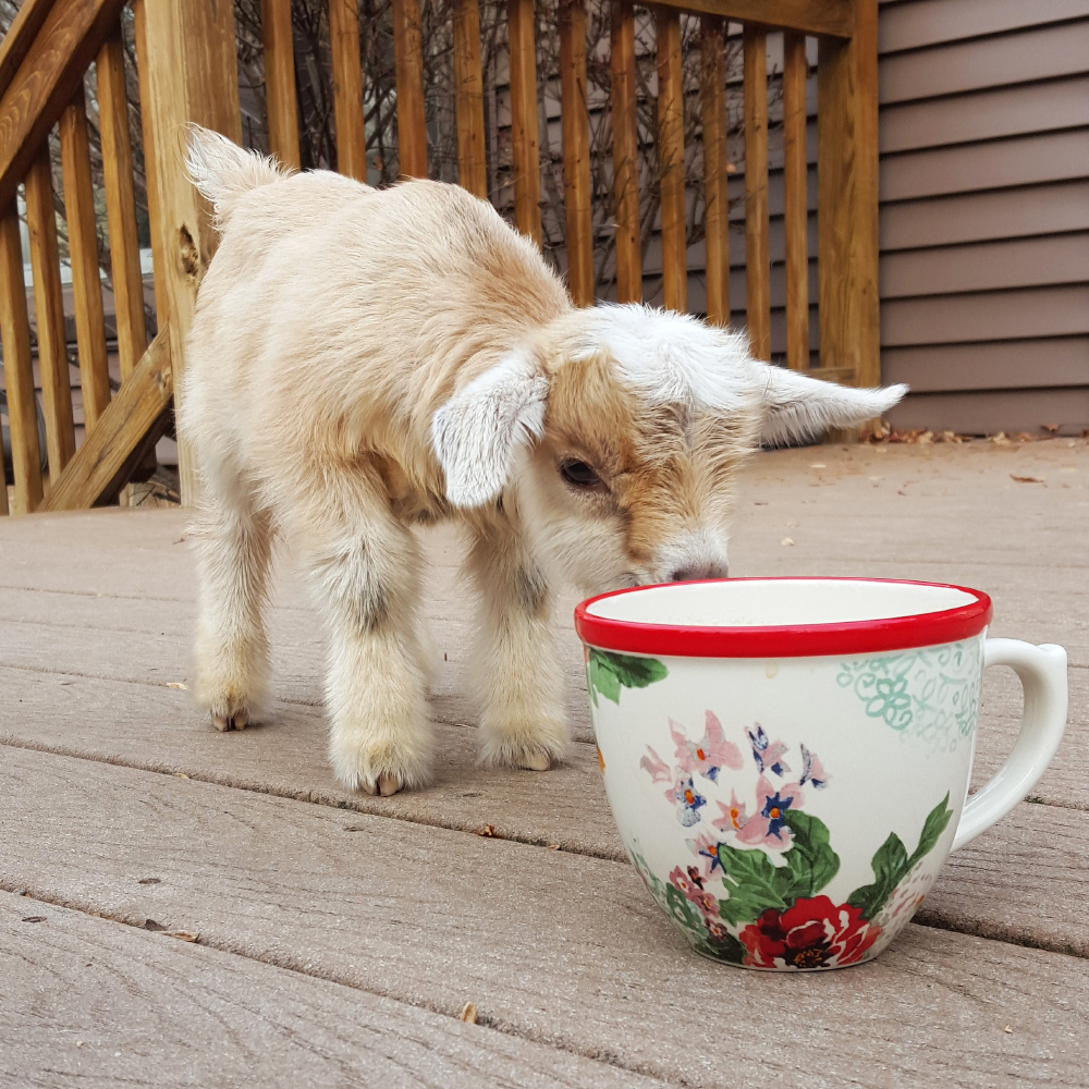 Goat sniffing mug