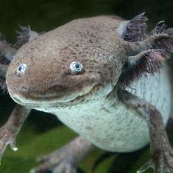 Rare goggle-eyed Axolotl