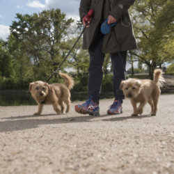 Treat your pooch to some more outings