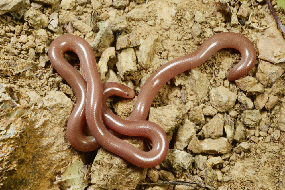 Worms at Chernobyl are immune to radiation