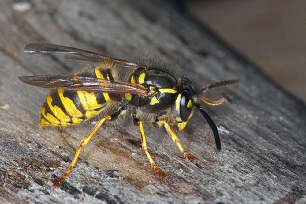 Waspish wasps sting the nation 