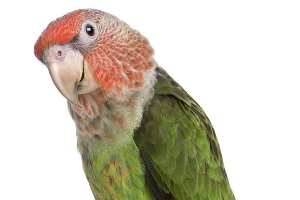 Parrots are able to tell the difference between live and pre-recorded video calls