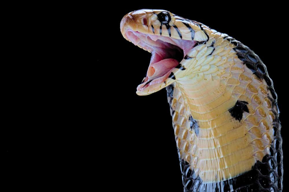 Snakes could become part of a person's diet