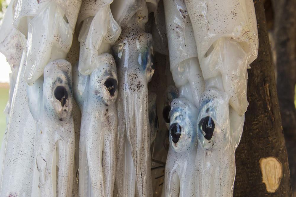Woman claims her tongue got 'pregnant' from squid sperm