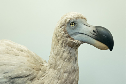Jurassic Park-style scientists are working on resurrecting extinct species including the dodo