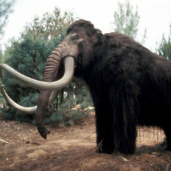 Woolly Mammoth to become de-extinct?